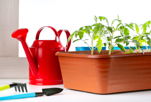 Pretty, Peas? Growing Vegetables Indoors During the Cold Season