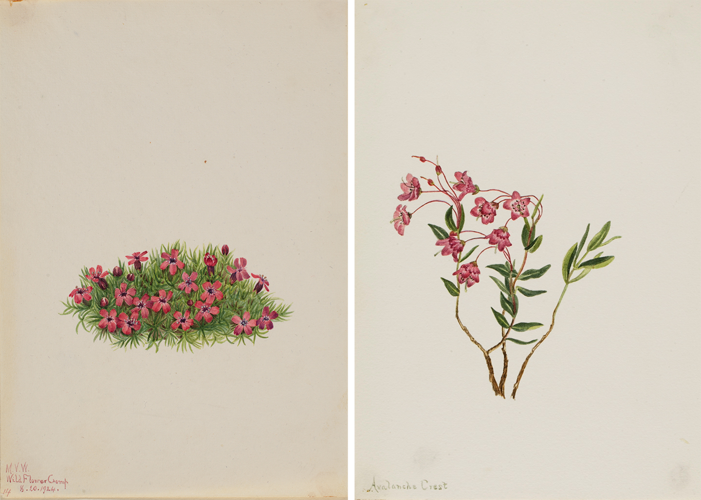 Mary Vaux Walcott
