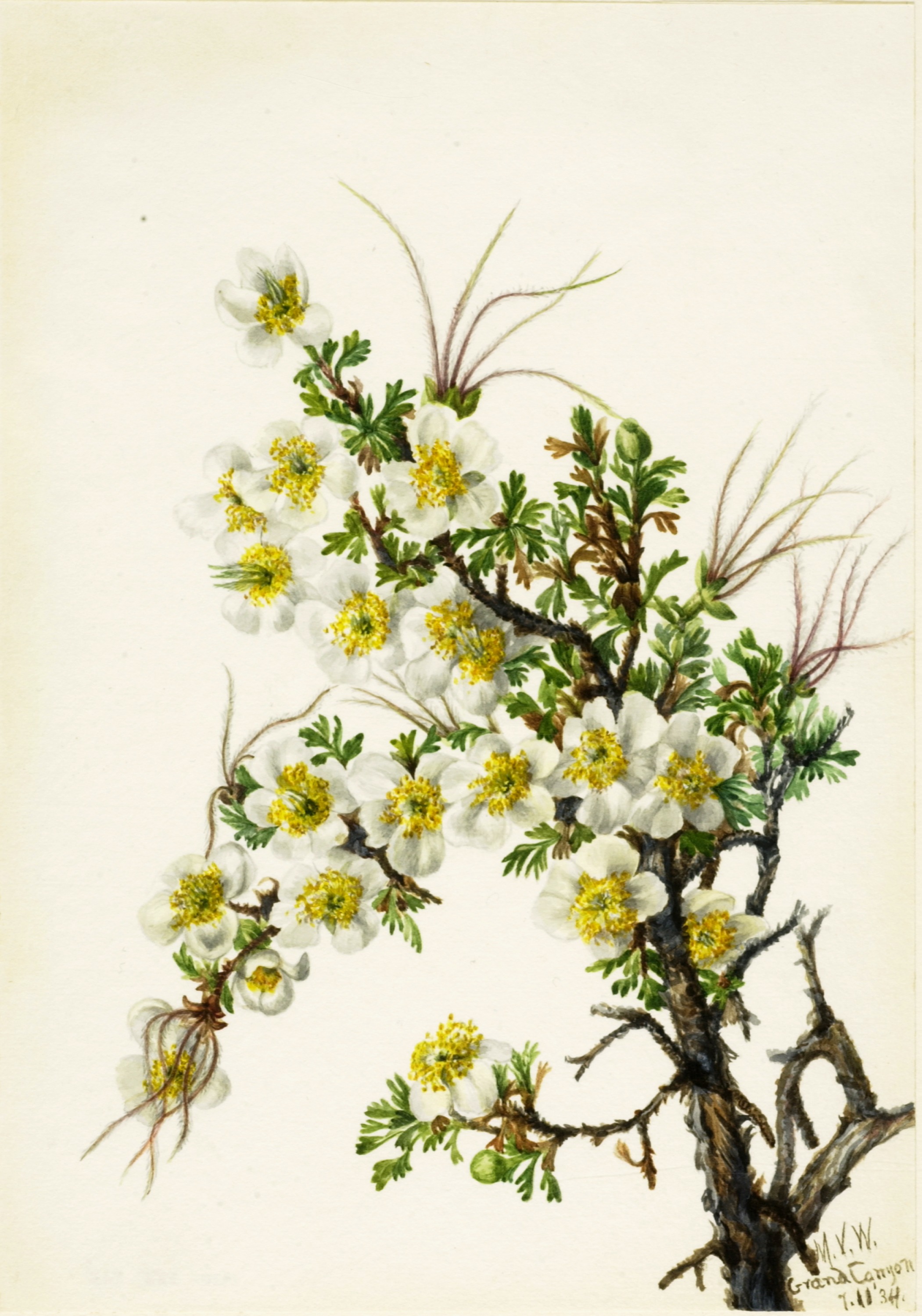 Mary Vaux Walcott