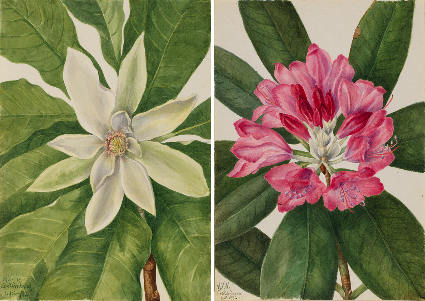 Mary Vaux Walcott