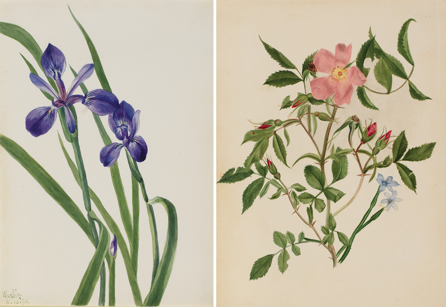 Mary Vaux Walcott