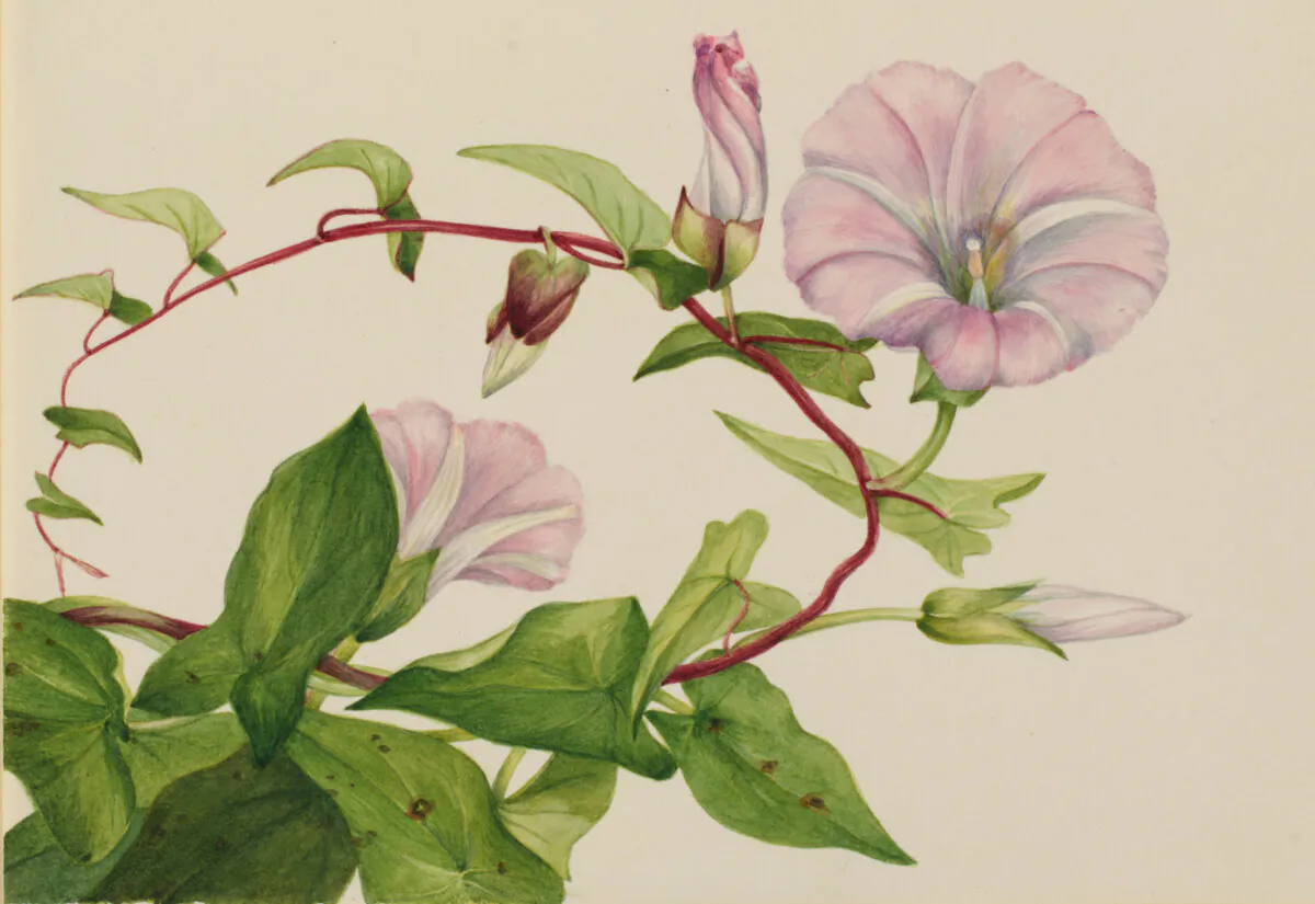 Cropped and rotated "Hedge Bindweed," 1932, by Mary Vaux Walcott. Smithsonian American Art Museum, Washington. (Public Domain)