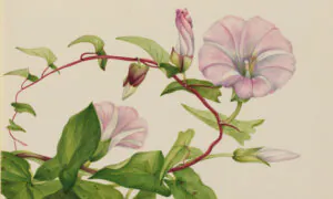 Mary Vaux Walcott: The ‘Audubon of Botany’