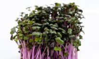 Treating Hepatitis B Naturally: A TCM Doctor’s Recovery With Sprouts
