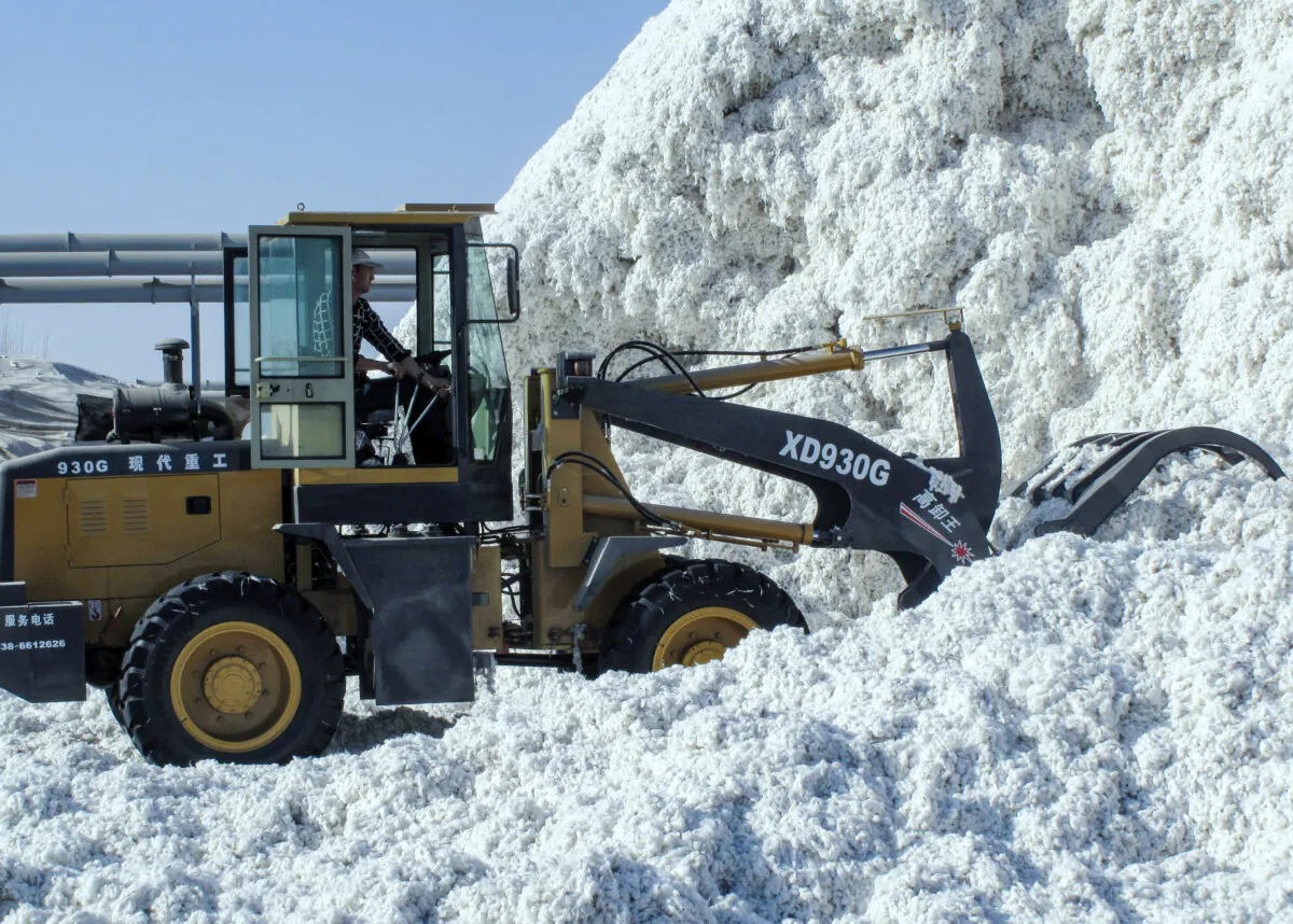 A worker moves freshly harvested cotton at a processing plant in Aksu, Xinjiang, China, on Dec. 1, 2015. (Dominique Patton/Reuters)
