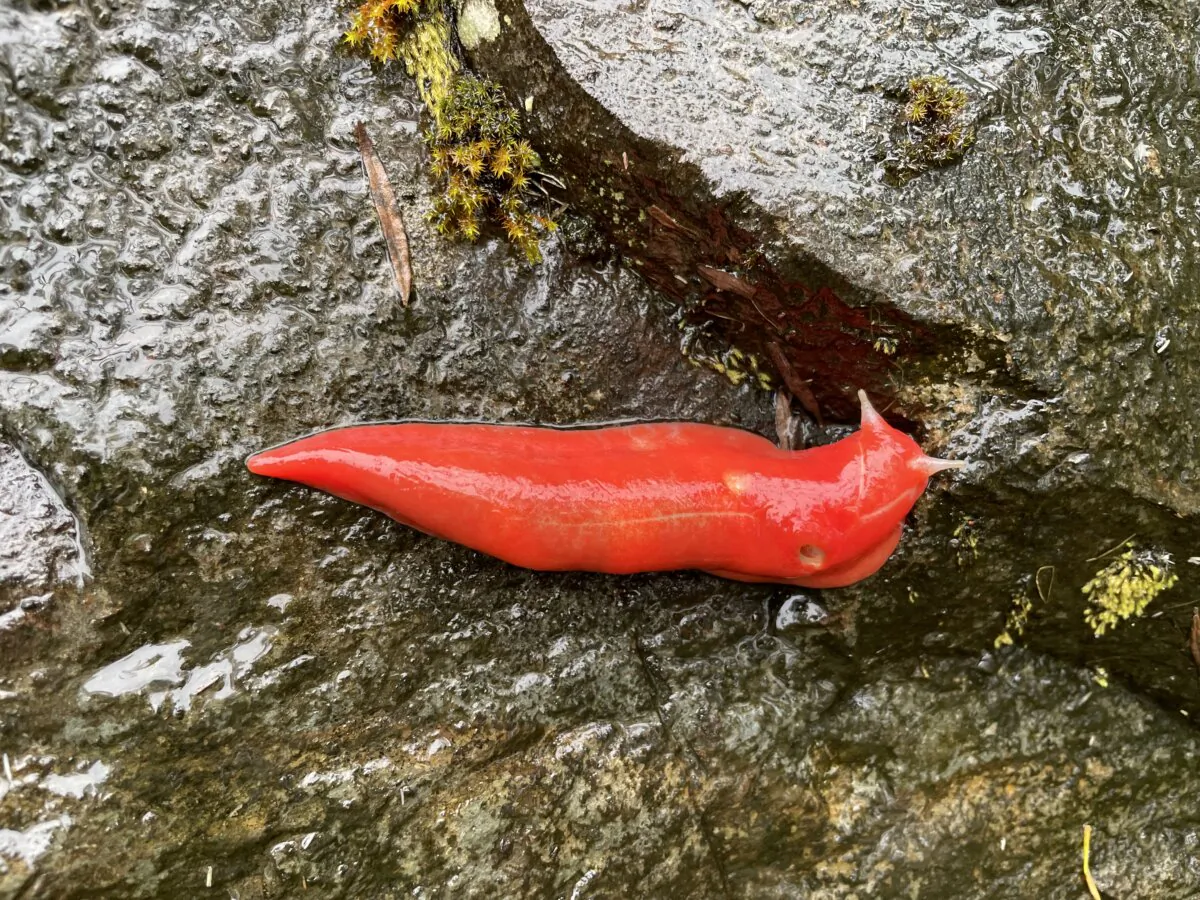 Triboniophorus sp. nov. Kaputar. (Adam Fawcett/NSW National Parks and Wildlife Service)