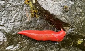 The Return of the Giant Pink Slug: A Symbol of Australia’s Bushfire Resilience