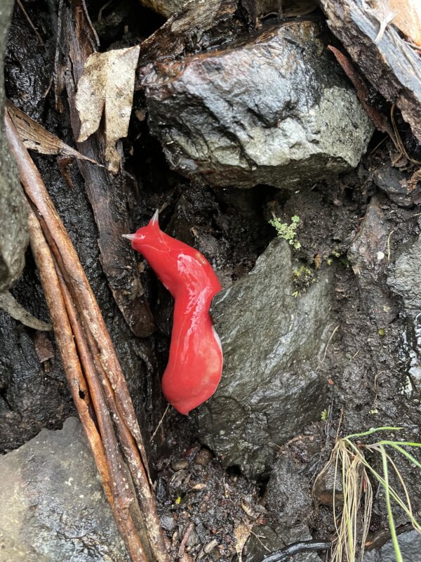 Epoch Times Photo
