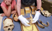 New Research Reveals Our Ancestors Were Tougher Than We Ever Knew