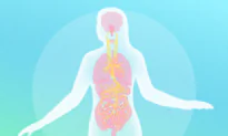 How the Vagus Nerve Controls the Health of Major Organs