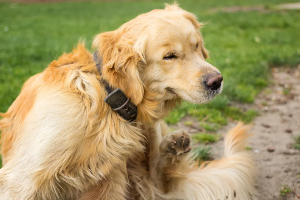 Preventing fleas is much easier than removing them. (Neonci/Shutterstock)