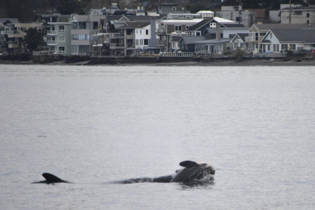 ‘She Has Lost Someone Dear’: Professor Hopes Orca’s ‘Grief Swim’ Spurs Ethics Rethink