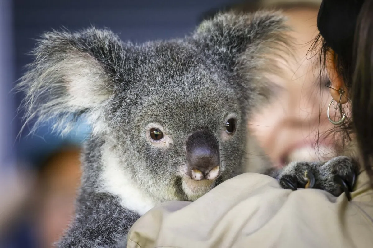 A native Australian koala being held by a keeper during a show for tourists at Hartley's Crocodile Adventure Park located north of the Queensland city of Cairns in Australia on April 6, 2024. (David Gray/AFP via Getty Images)