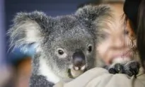 Timber Harvesting Paused as Koala Park Outline Revealed