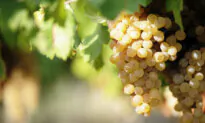 Chenin Blanc