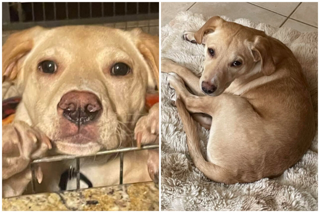 2 Dogs Get New Homes After Surviving Plane Crash That Killed Rescue ...