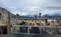 Supreme Court to Decide on Nov. 6 Whether to Hear Case of BC Ostriches