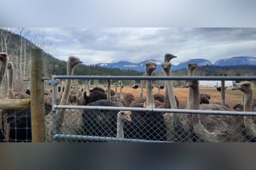 B.C. Court Halts Cull of 400 Ostriches Amid Avian Flu Fears
