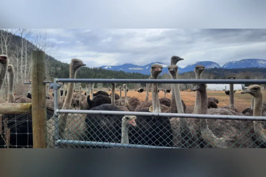 A herd of ostriches is seen on a remote farm in Edgewood, B.C., in an undated photo supplied by Universal Ostrich Farms Inc. (The Canadian Press/HO-Katie Pasitney)