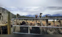 US Billionaire Says He’s Helping Fund BC Ostrich Farm Battle Over Cull Order