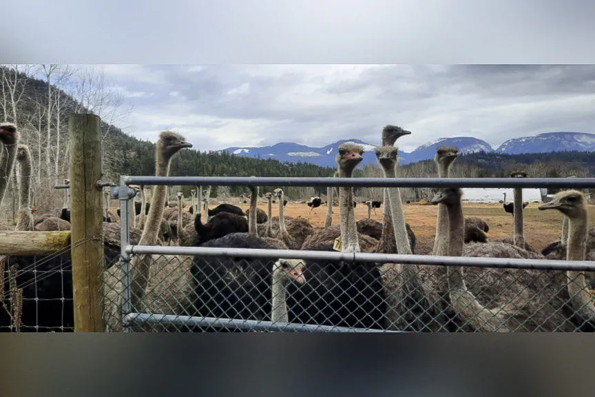 A herd of ostriches is seen on a remote farm in Edgewood, B.C., in an undated photo supplied by Universal Ostrich Farms Inc. (The Canadian Press/HO-Katie Pasitney) 