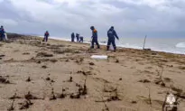 More Than 30 Dolphins Have Died Since Oil Spill Near Southern Russia, Experts Say