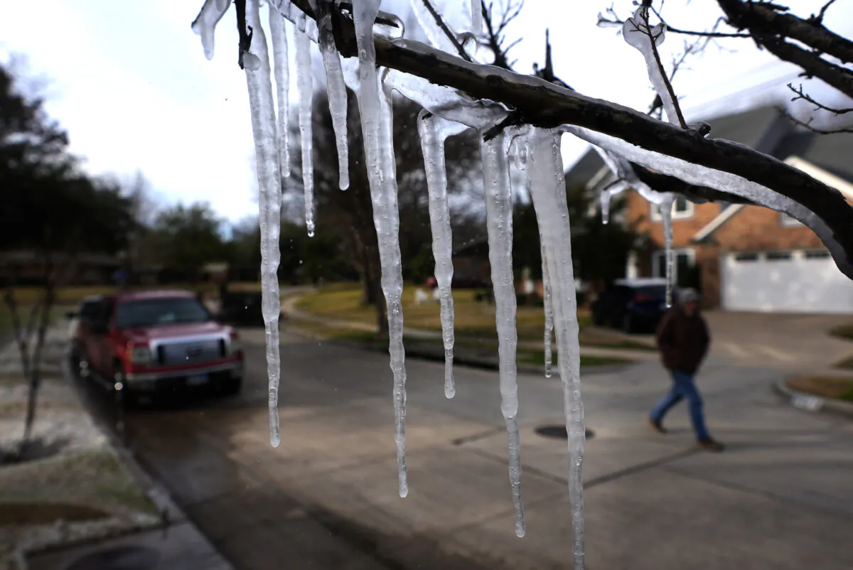 Cold temperatures and a lawn sprinkler create icicles on a tree ahead of a winter storm expected to hit the North Texas region in Richardson, Texas, on Jan. 8, 2025. (LM Otero/AP Photo)
