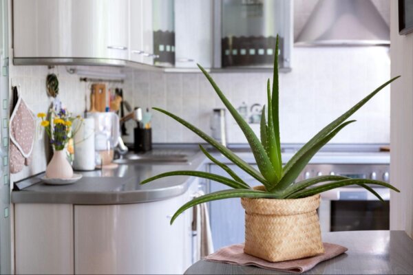 Aloe Vera–A Versatile Natural Healer