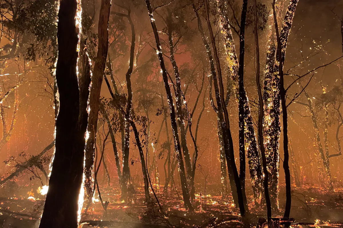 In a supplied image, bushfire embers illuminate trees at the Grampians National Park, west of Melbourne, Australia, on Jan. 31, 2025. A sweltering heatwave has breathed new life into existing bushfires in Victoria's west. (AAP Image/Supplied by Horsham Incident Control Centre)
