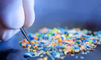 Microplastic Found in Brain Weighs as Much as a Plastic Spoon: Study