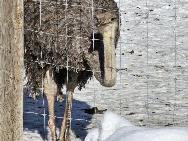 Epoch Times Photo