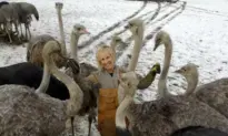 BC Ostriches Spared Culling Over Bird Flu for Now as Owners Try to Get Permanent Reprieve