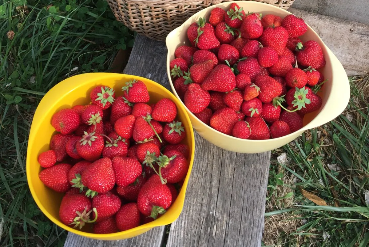The author's Albion everbearing strawberries reliably produce well into October on his farm off the coast of Washington state. But finding this dream variety was a process of trial and error. (Eric Lucas)