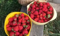 How to Pick the Right Plants for Your Garden: 9 Lessons From a Seasoned Gardener