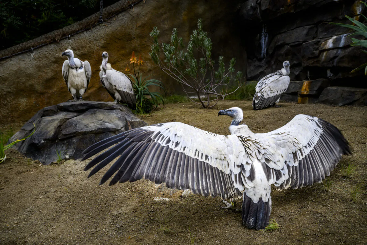 Cape vultures inside a new exhibit at the Los Angeles zoo. (Courtesy of Los Angeles Zoo)