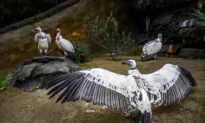 Los Angeles Zoo to Unveil New Habitat for Cape Vultures