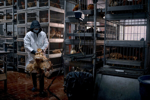 New York Closes Live Poultry Markets Amid Bird Flu Outbreak