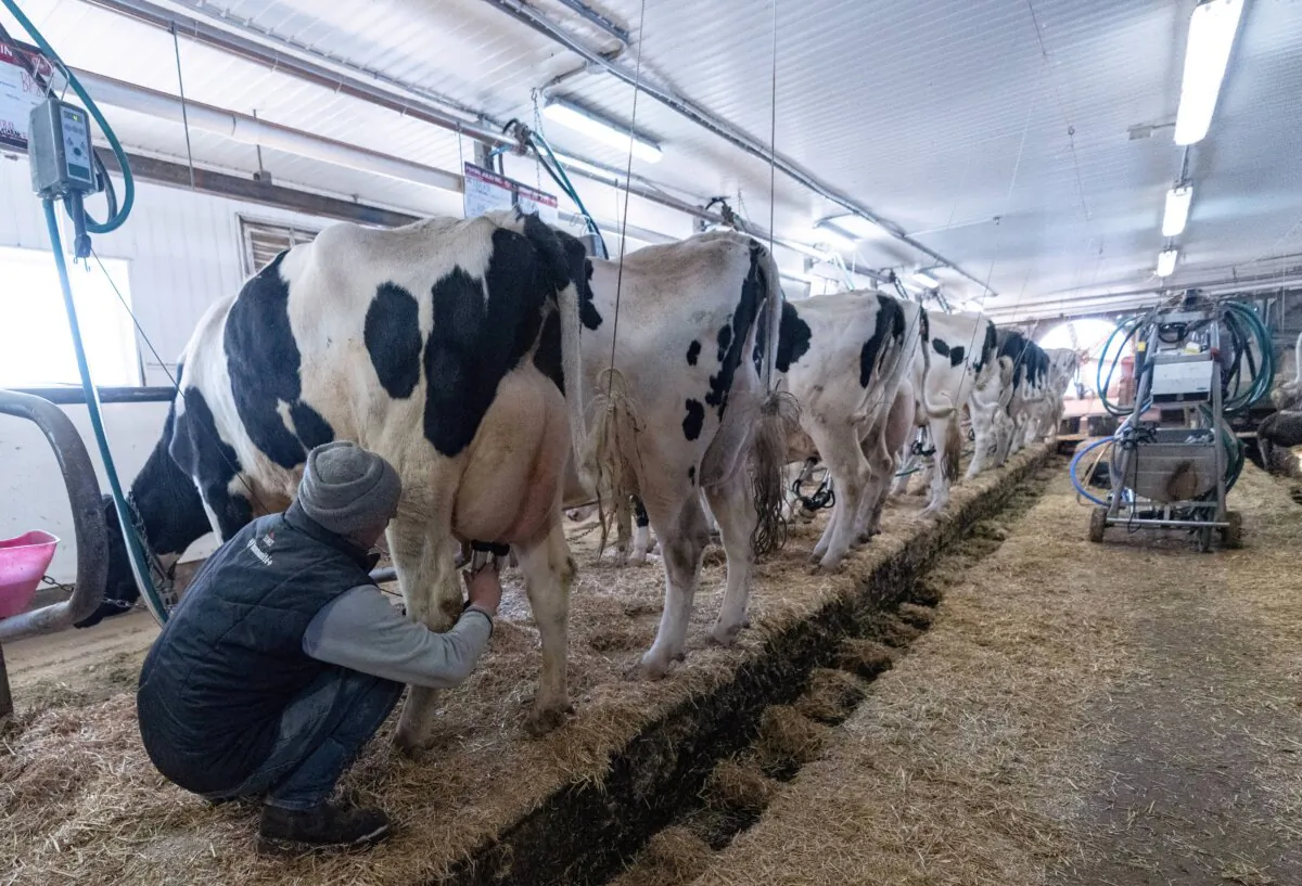 Cows are milked at a dairy farm in Granby, Que., on Feb. 5, 2025. (The Canadian Press/Christinne Muschi)