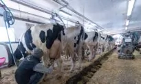 Cory Morgan: Now Is the Ideal Time for Canada to End Its Costly and Outdated Dairy Supply Management System