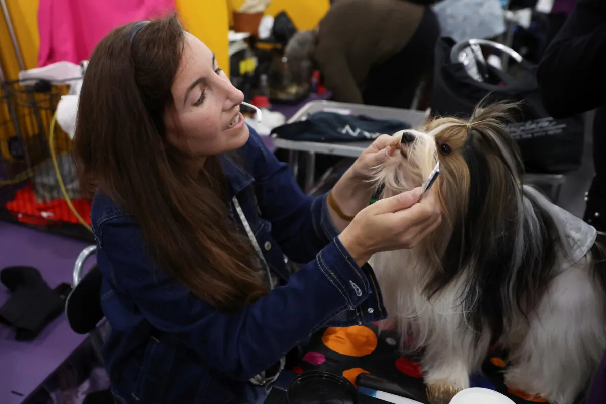 Dogs are groomed in the benching area during the 149th Westminster Kennel Club Dog show in New York on Feb. 10, 2025. (Heather Khalifa/AP Photo)