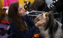 What Westminster Show Dogs’ Names Mean