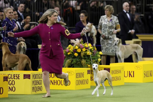 Ap25042060168611-bourbon A Whippet Dog Breed