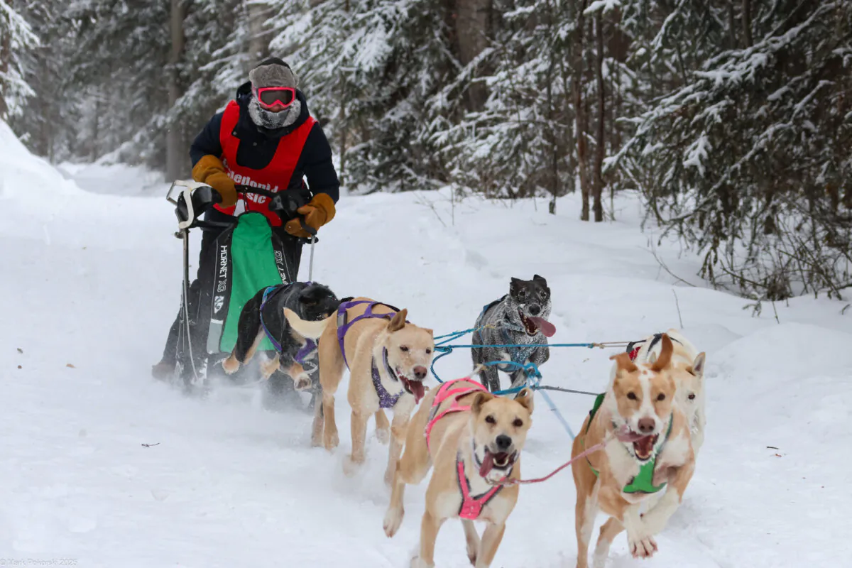A competitor in the Caledonia Classic Sled Dog Race in Fort St. James, B.C., held Jan.31 to Feb. 2, 2025. (Courtesy Mark Pokorski, Caledonia Classic Sled Dog Race)