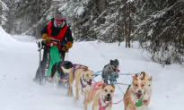 Amid Sled-Dog Racing Season, Enthusiasts Sing the Praises of the Sport