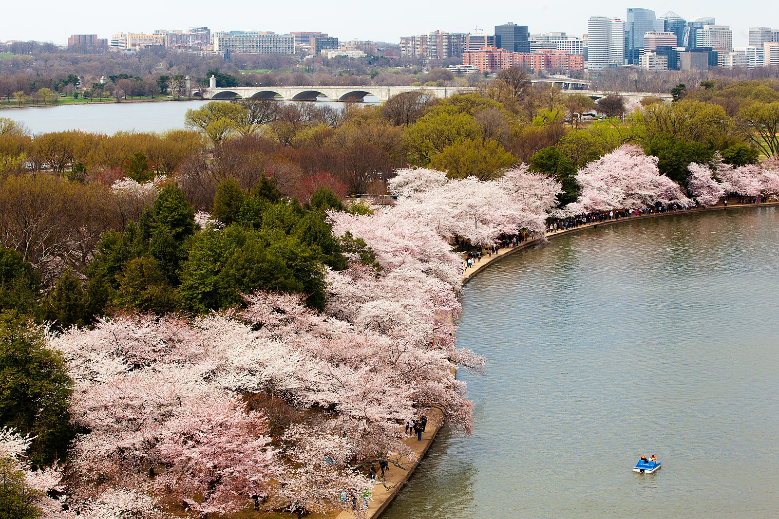 Cherry Trees