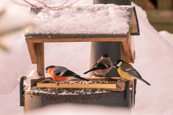 Great Backyard Bird Count