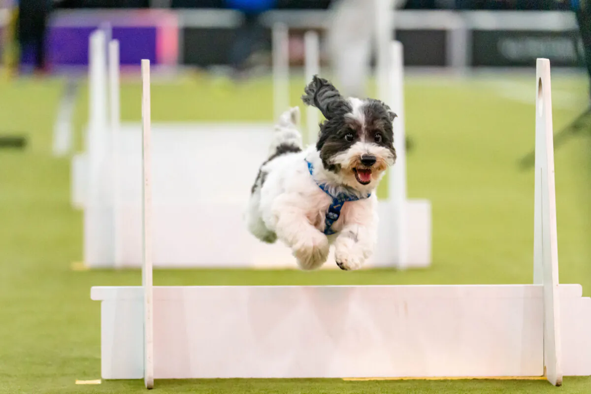 A dog competes at the 149th Annual Westminster Kennel Club Dog Show at Jacob K. Javits Convention Center in New York City on Feb. 8, 2025. (Samira Bouaou/The Epoch Times)