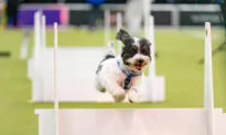 In Photos: Westminster Kennel Club Dog Show 2025