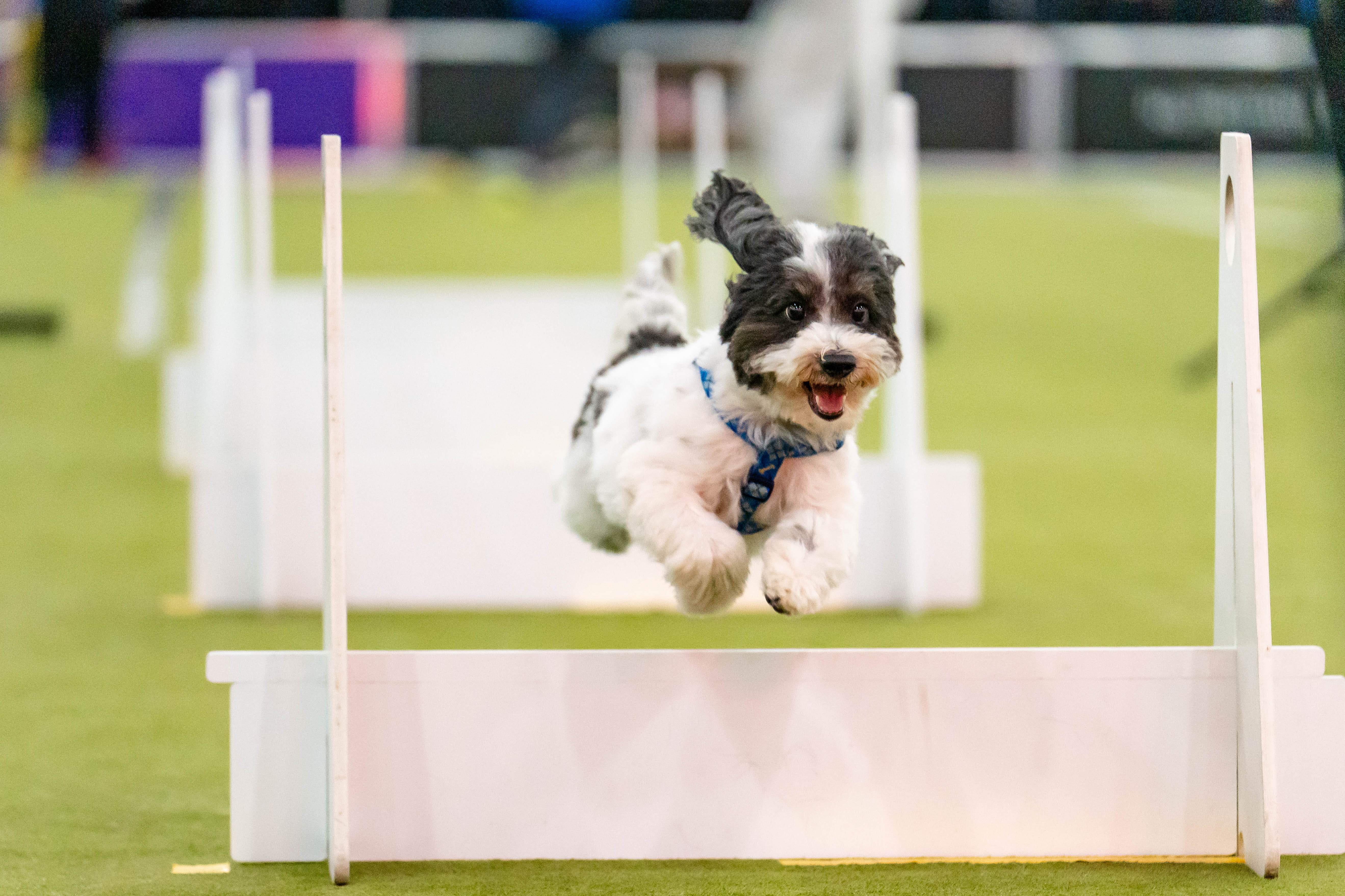 In Photos: Westminster Kennel Club Dog Show 2025