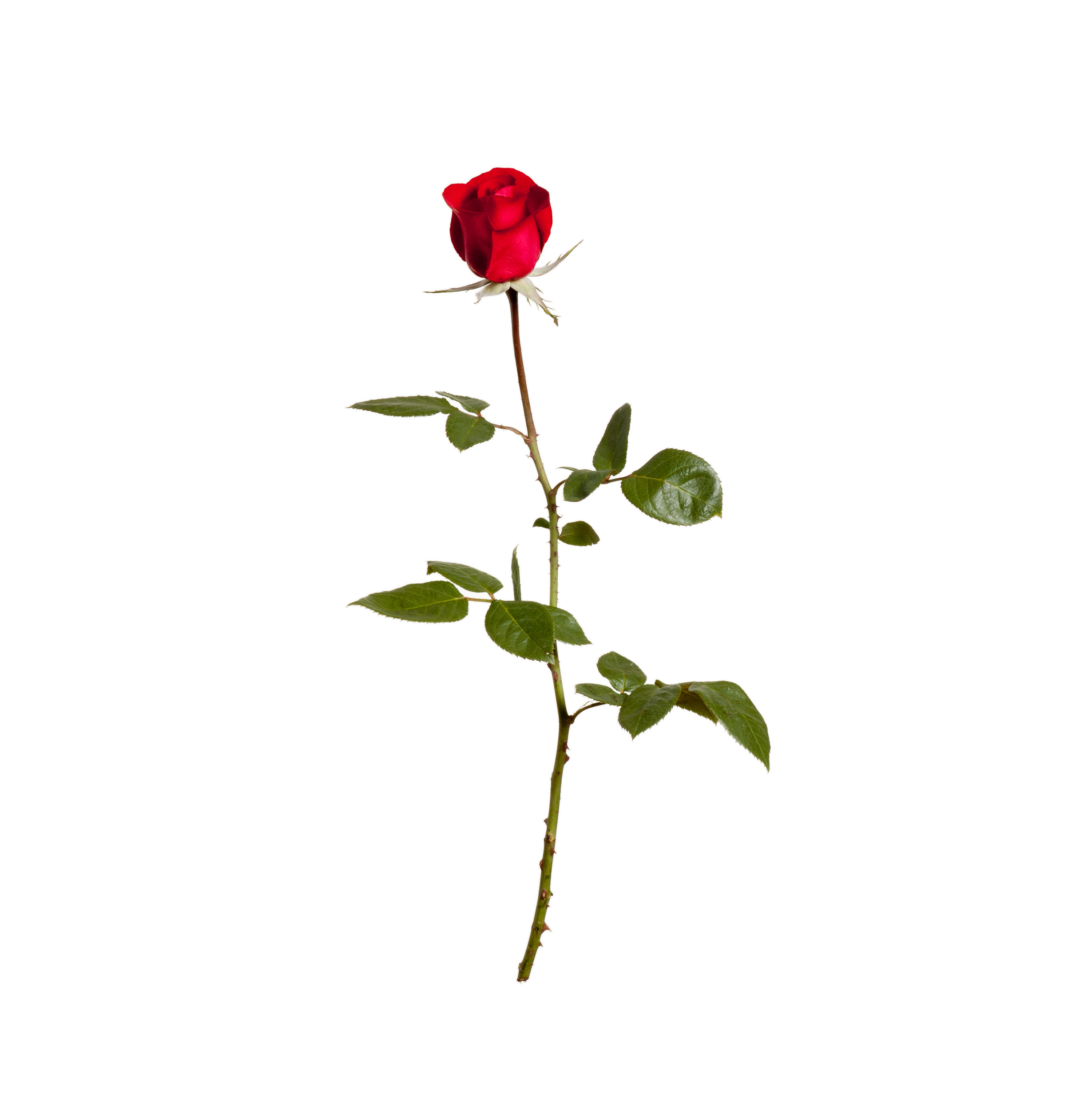 The Trail of the Valentine’s Day Rose